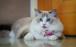Cat flower collar table door - glamor pose free wallpaper