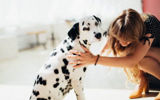 Woman petting dalmatian sitting room - a dalmatian dog free wallpaper