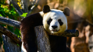 Panda sitting on branch zoo - the background and sunlight free wallpaper