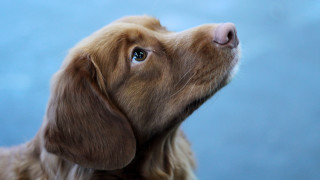 Dog closeup blue background blue - a blue background behind free wallpaper