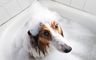 Dog bathtub foam headshot realistic - fluxus free wallpaper