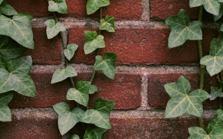 Brick wall ivy clock butterfly - ivy free wallpaper