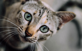White cat green eyes macro - green eye free wallpaper