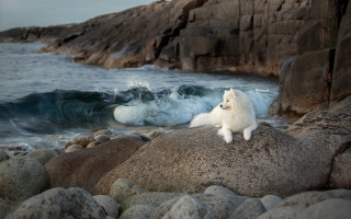 White dog rock ocean wave - a white dog free wallpaper