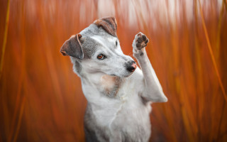 Dog standing up paws in - its front paw free wallpaper