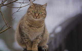 Cat fence green eyes tree - a wooden fence next free wallpaper