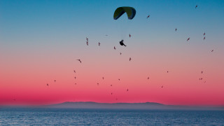 Birds ocean sunset parasailer pink - over the ocean free wallpaper