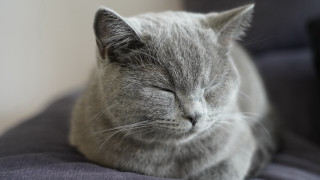 Gray cat sleeping blue cushion - closed free wallpaper