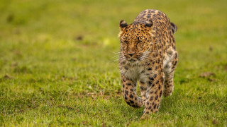 Leopard green field sunny day - a leopard free wallpaper