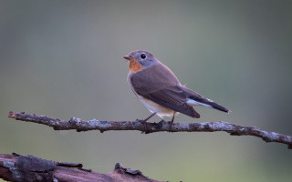 Small bird perched branch wildlife 2 - colin gill free wallpaper