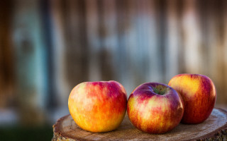 Three apples wooden stump fall - fall vibrancy free wallpaper