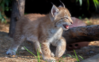 Kitten grass tree log blurry - a grass free wallpaper for desktop