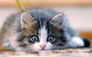 Kitten blue eyes sad laying - big eye free wallpaper