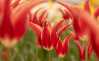 Red yellow flowers bokeh autumn - umbrella free wallpaper