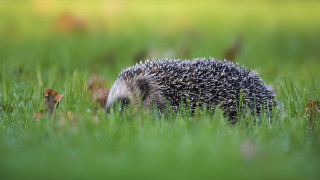 Hedgehog grass daylight blurry nature - its head in free wallpaper
