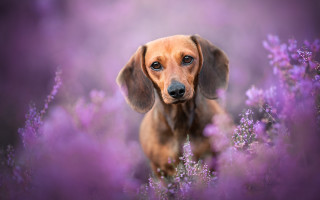 Dog purpleflowers sadlook animalportrait elkevogelsang - a sad look free wallpaper