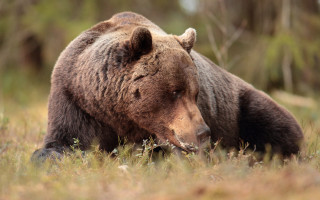 Brown bear laying in field - the background and bushes free wallpaper