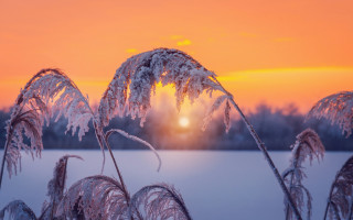Sunset frozen lake plant trees - frozen free wallpaper