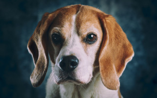 Sad shiba inu portrait animal - a sad look free wallpaper