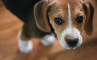 Shiba inu sad white spot - spot free wallpaper