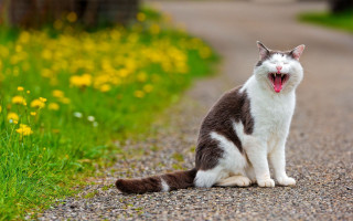 Cat yawning road yellow flowers - yellow flower free wallpaper