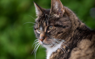Concerned cat green foliage blurry - green foliage free wallpaper
