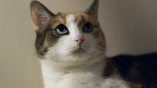 Cat white brown face black 2 - nose free wallpaper