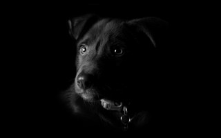 Black dog sad look chiaroscuro - chiaroscuro free wallpaper