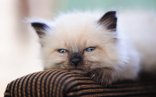 White cat blue eyes chair 2 - a white cat free wallpaper