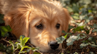 Dog grass leaves sad look - david budd free wallpaper for desktop