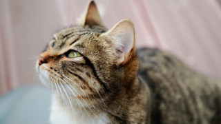Cat looking up pink background - a pink background behind free wallpaper