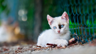 White cat blue eyes fence - a white kitten free wallpaper