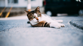 Cat laying ground car building - the ground in front free wallpaper