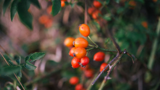 Berries forest macro bokeh blurry - claire dalby free wallpaper