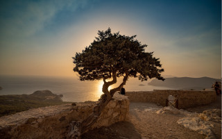 Tree cliff sunset person rock - a rock wall free wallpaper