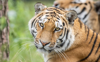 Tiger grass trees blurry background - a tiger free wallpaper