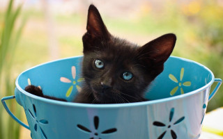 Black kitten blue bowl flower - a flower design free wallpaper
