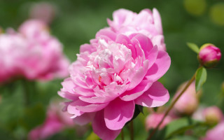 Pink flower blooming background bokeh - david budd free wallpaper for desktop