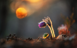 Flower sunset blurry background artur - a single flower free wallpaper