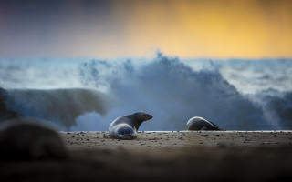 Sea lions beach wave yellow - dave allsop free wallpaper