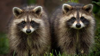 Raccoons grass camera rayonism photorealistic - darrell riche free wallpaper