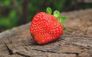 Strawberry tree stump leaves green - a tree stump free wallpaper