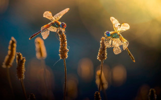 Dragonflies on plant macro art - arie smit free wallpaper