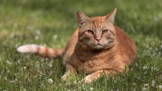 Sad cat grass outdoors flower - neoplasticism free wallpaper for desktop