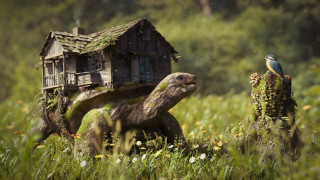 Turtle bird house back storybook - a house free wallpaper for desktop