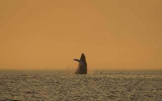 Whale jumping sunset beach boat - a whale free wallpaper