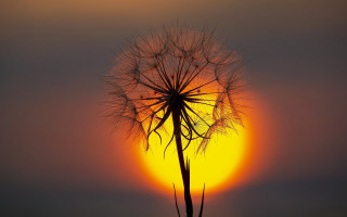 Dandelion sunset silhouette macro magic - sun free wallpaper for desktop