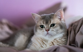 White cat blurry rococo regal - regal free wallpaper