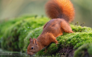 Squirrel mossy pond green vegetation - a pond of water free wallpaper