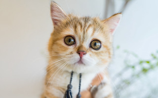 Surprised cat collar plant blurry - a collar free wallpaper